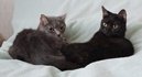 Ditta 2v & Tokra 10v