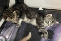 Kerttu & Fani 3,5vko, kuva2